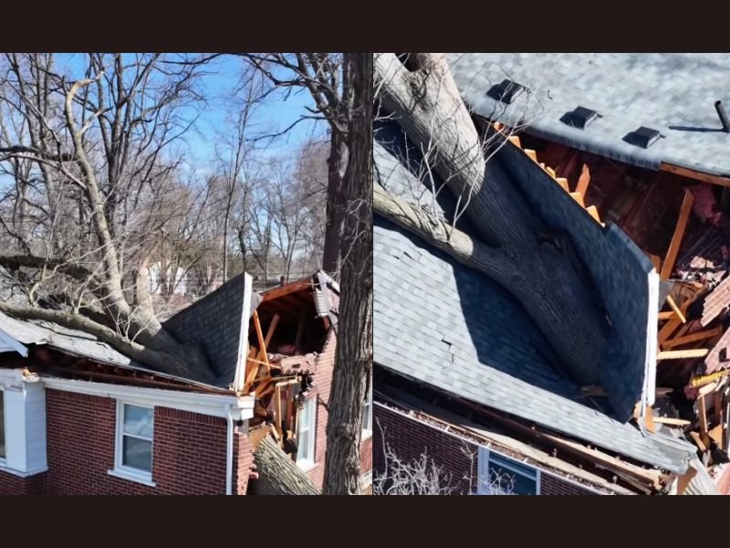 Powerful Windstorm Sends Massive Tree Crashing Into Occupied Home on Delaware Street in Redford Near Detroit