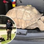 Runaway School Tortoise Sparks Unusual Slow-Speed “Chase” Through Hinesville Before Georgia Police Safely Escort It Back Home