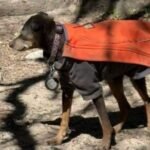 Search Underway in Sierra Madre Mountains After Dog Runs Off During Rescue of Injured Hiker on Mount Wilson Trail