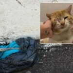 South Los Angeles Animal Cruelty Investigation After Trash Bags Filled With Dead Dogs and Poisoned Cats Discovered