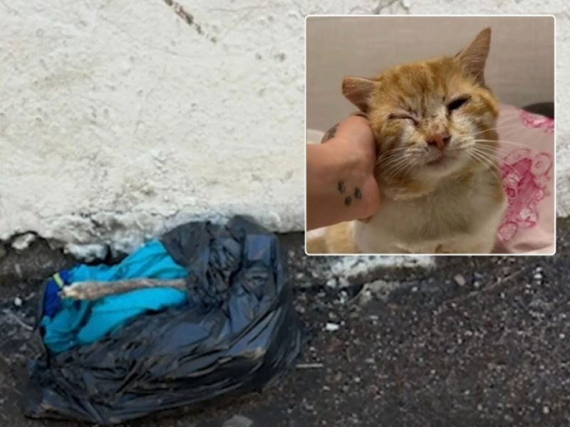 South Los Angeles Animal Cruelty Investigation After Trash Bags Filled With Dead Dogs and Poisoned Cats Discovered