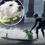 Southern California Surf Dog Sugar Dies at 16 After Cancer Battle Following Years as World Dog Surf Champion