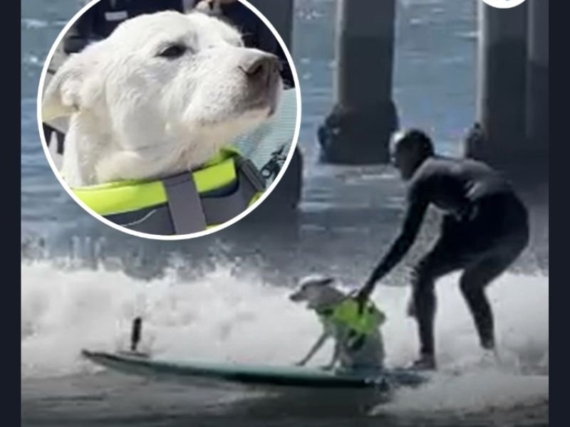 Southern California Surf Dog Sugar Dies at 16 After Cancer Battle Following Years as World Dog Surf Champion