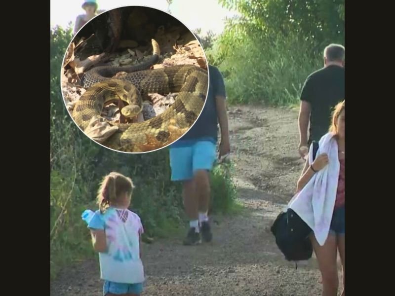 Teen Girl Bitten by Rattlesnake After Falling Off Bike Near Wendy Drive Trailhead in Thousand Oaks Ventura County