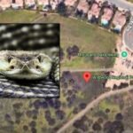 Ventura County California Woman Dies After Rattlesnake Bite on Wildwood Regional Park Hiking Trail as Multiple Incidents Reported Since March 14