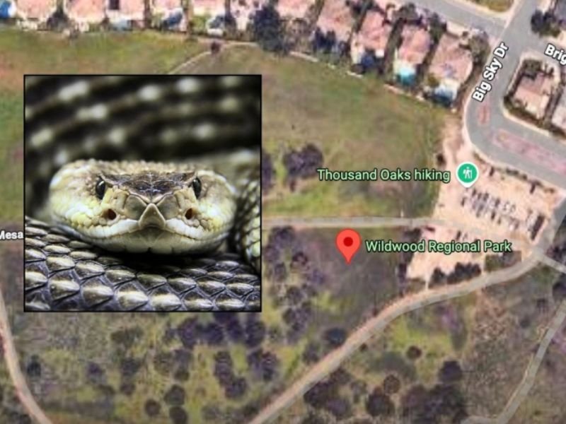 Ventura County California Woman Dies After Rattlesnake Bite on Wildwood Regional Park Hiking Trail as Multiple Incidents Reported Since March 14