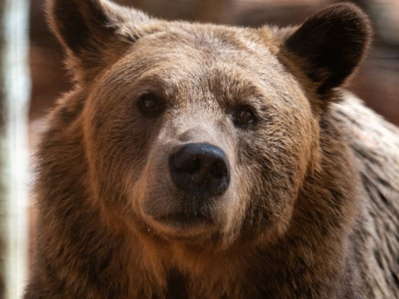 Woman Walking Dog in Monrovia Foothills Suddenly Attacked by Bear — Quick Escape Leaves Her With Minor Knee Injuries