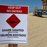 Aggressive Shark Spotted Feeding on Sea Lion Carcass off Huntington Beach California Prompts Emergency Water Closure Along Shoreline Stretch