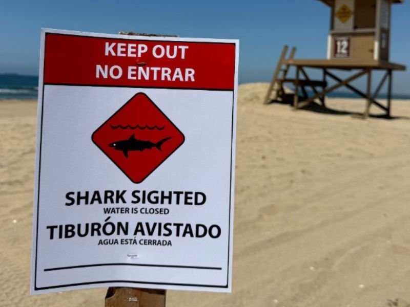 Aggressive Shark Spotted Feeding on Sea Lion Carcass off Huntington Beach California Prompts Emergency Water Closure Along Shoreline Stretch