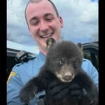 Bear Cub Found Alone in Ditch Near New Jersey Freeway Rescued by State Troopers — Heartwarming Moment Turns “Adorable Suspect” Into Safe Wildlife Recovery