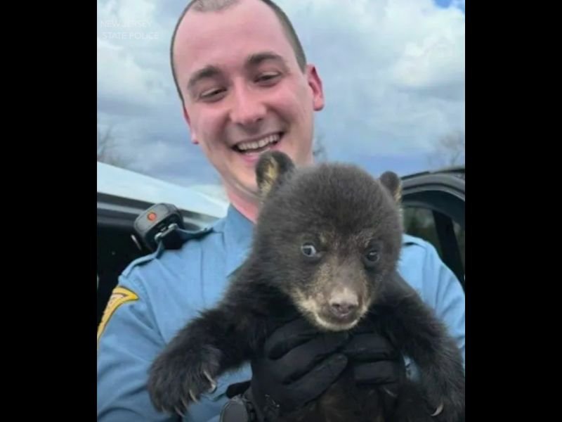 Bear Cub Found Alone in Ditch Near New Jersey Freeway Rescued by State Troopers — Heartwarming Moment Turns “Adorable Suspect” Into Safe Wildlife Recovery