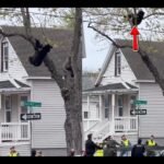 Black Bear Tranquilized and Removed From Residential Tree in Albany New York &mdash; Spotted at 2 AM and Finally Brought Down Around Noon After 10 Hours