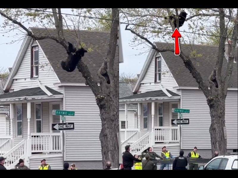 Black Bear Tranquilized and Removed From Residential Tree in Albany New York &mdash; Spotted at 2 AM and Finally Brought Down Around Noon After 10 Hours