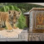 Dallas Zoo Announces Rare Birth of Two Sumatran Tiger Cubs &mdash; Critically Endangered Species Milestone Sparks Conservation Hope in Texas