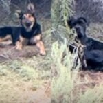 Deadly Animal Attack Reported in Riverside County &mdash; Officials Searching for Two Dogs After Donkey Killed