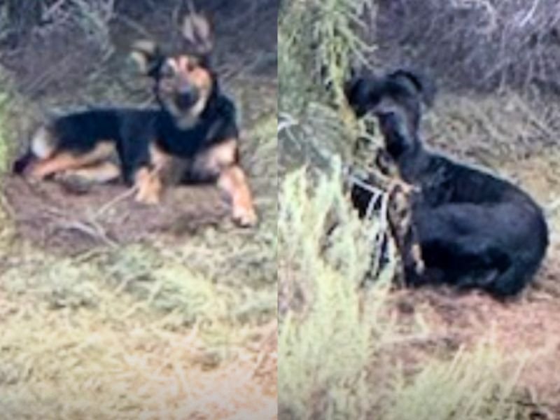 Deadly Animal Attack Reported in Riverside County &mdash; Officials Searching for Two Dogs After Donkey Killed