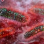 Drug-Resistant Shigella Infections Rising Across the United States — CDC Flags Growing Public Health Threat as Common Antibiotics Lose Effectiveness