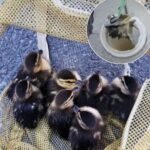 Ducklings Rescued From Storm Drain in Laguna Niguel — Firefighters and Bystander Respond After Mother Duck Alerts Them
