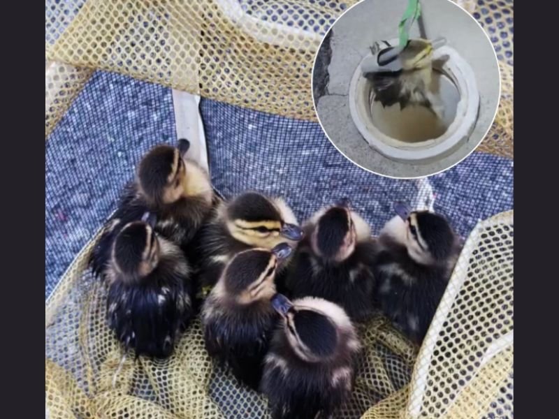Ducklings Rescued From Storm Drain in Laguna Niguel — Firefighters and Bystander Respond After Mother Duck Alerts Them