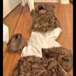 Fake Bear Attack Insurance Fraud Scheme Busted in SoCal &mdash; Three Sentenced After Staging Bear Costumes on High-End Cars in Operation Bear Claw