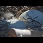 First Egg Begins to Hatch in Big Bear Nest &mdash; Bald Eagle Chick Emerges as Jackie and Shadow Watch the Moment Unfold