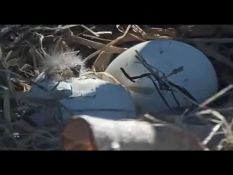 First Egg Begins to Hatch in Big Bear Nest — Bald Eagle Chick Emerges as Jackie and Shadow Watch the Moment Unfold