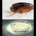 Flea-Borne Typhus Cases Surge With Record Spread &mdash; Nearly 90 Percent Hospitalizations Reported Across Los Angeles County