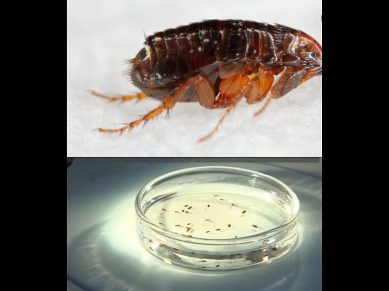 Flea-Borne Typhus Cases Surge With Record Spread — Nearly 90 Percent Hospitalizations Reported Across Los Angeles County