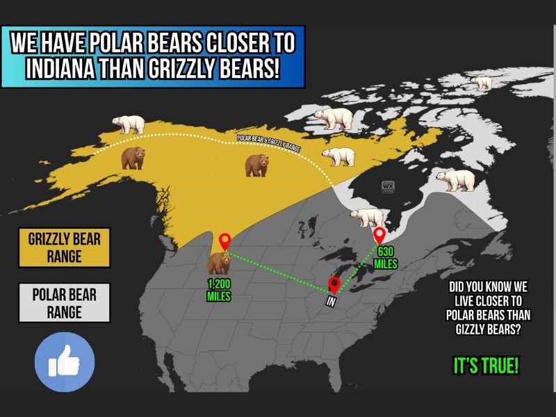Indiana Is Closer to Polar Bears Than Grizzly Bears — Polar Bears Just 630 Miles Away While Grizzlies Sit 1,200 Miles Out