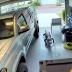 Large Alligator Found Inside Residential Garage During Active Mating Season &mdash; Residents Urged to Check Surroundings Across Sun City Center