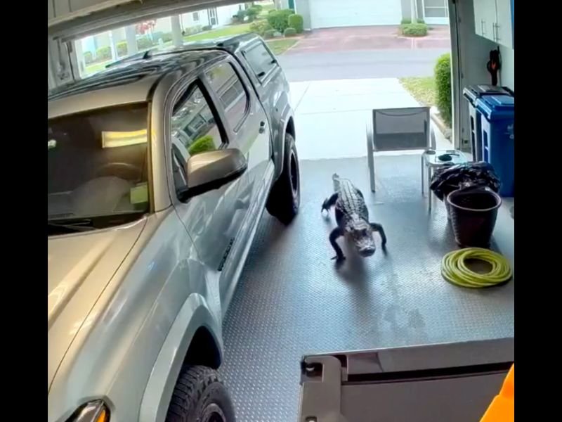 Large Alligator Found Inside Residential Garage During Active Mating Season &mdash; Residents Urged to Check Surroundings Across Sun City Center