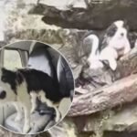 Lost Dog Found After Week Alone in Wilderness &mdash; Rescue Leads to Emotional Reunion in New Zealand