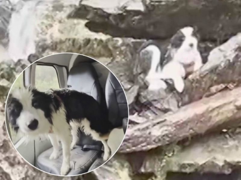 Lost Dog Found After Week Alone in Wilderness — Rescue Leads to Emotional Reunion in New Zealand
