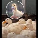 Nearly 500 Ducks Surrendered to Riverside County Animal Services From Anza Sanctuary &mdash; All 480 Birds Now Available for Adoption Across Southern California