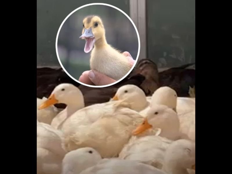 Nearly 500 Ducks Surrendered to Riverside County Animal Services From Anza Sanctuary — All 480 Birds Now Available for Adoption Across Southern California