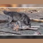 Pennsylvania Parents Charged After Toddler Injured by Wolf at Hersheypark ZooAmerica &mdash; Child Reached Into Enclosure While Adults Were Reportedly Distracted