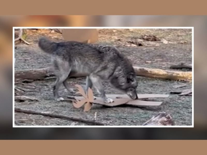 Pennsylvania Parents Charged After Toddler Injured by Wolf at Hersheypark ZooAmerica — Child Reached Into Enclosure While Adults Were Reportedly Distracted