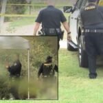 Possible Human Skull Found During Easter Egg Hunt in Los Angeles Park — Police Launch Investigation as Shocking Discovery Disrupts Holiday Event