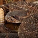 Rattlesnake Bite Risk Rising as Temperatures Warm Across California &mdash; South Valley Doctor Urges Residents to Stay Alert Through October