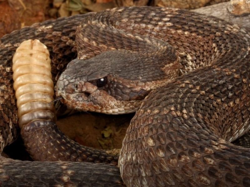 Rattlesnake Bite Risk Rising as Temperatures Warm Across California — South Valley Doctor Urges Residents to Stay Alert Through October