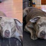 Scammer Sends AI Generated Fake Photo of Missing Pet Dog Coco to Trick Ecorse Michigan Woman Into Sending $200