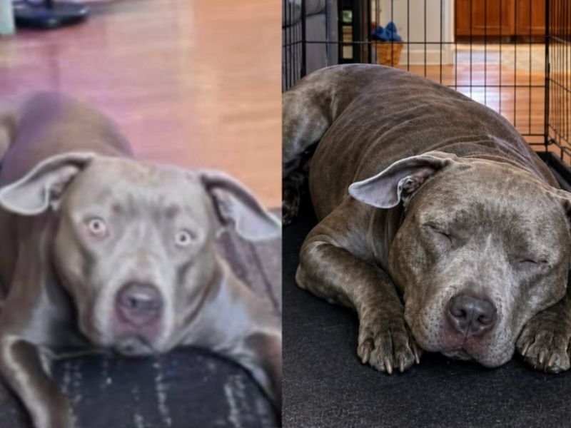 Scammer Sends AI Generated Fake Photo of Missing Pet Dog Coco to Trick Ecorse Michigan Woman Into Sending $200