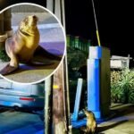 Sea Lion Pup Found on Side of Street in San Francisco's Outer Sunset District &mdash; Rescue Crews Respond Early Thursday Morning