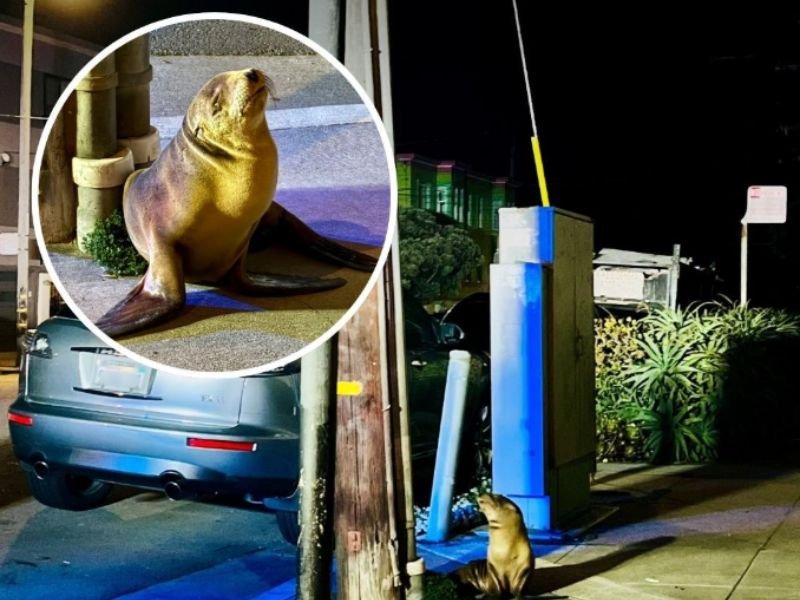 Sea Lion Pup Found on Side of Street in San Francisco's Outer Sunset District — Rescue Crews Respond Early Thursday Morning