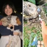Texas Turkey Named Tauntie Successfully Hatches and Raises 3 Baby Chickens After Hobby Farmer Places Eggs in Her Nest