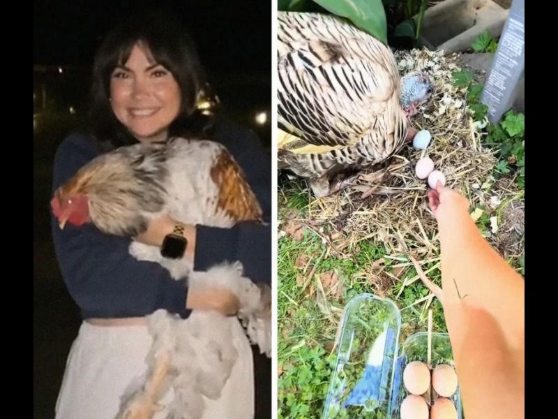 Texas Turkey Named Tauntie Successfully Hatches and Raises 3 Baby Chickens After Hobby Farmer Places Eggs in Her Nest