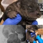 Three North American River Otter Pups Born at Detroit Zoo to Parents Kalea and Gus &mdash; Healthy Pups Already Double Their Weight in First Week Behind the Scenes