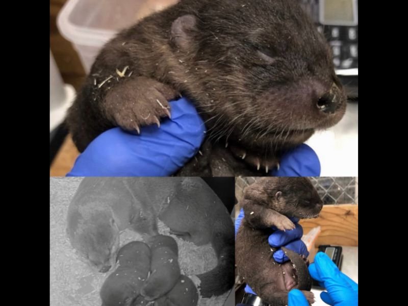 Three North American River Otter Pups Born at Detroit Zoo to Parents Kalea and Gus — Healthy Pups Already Double Their Weight in First Week Behind the Scenes