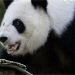 Two Giant Pandas Ping Ping and Fu Shuang Headed to Zoo Atlanta &mdash; First Giant Pandas Since Lun Lun and Yang Yang Left for China in October 2024 After 25 Years