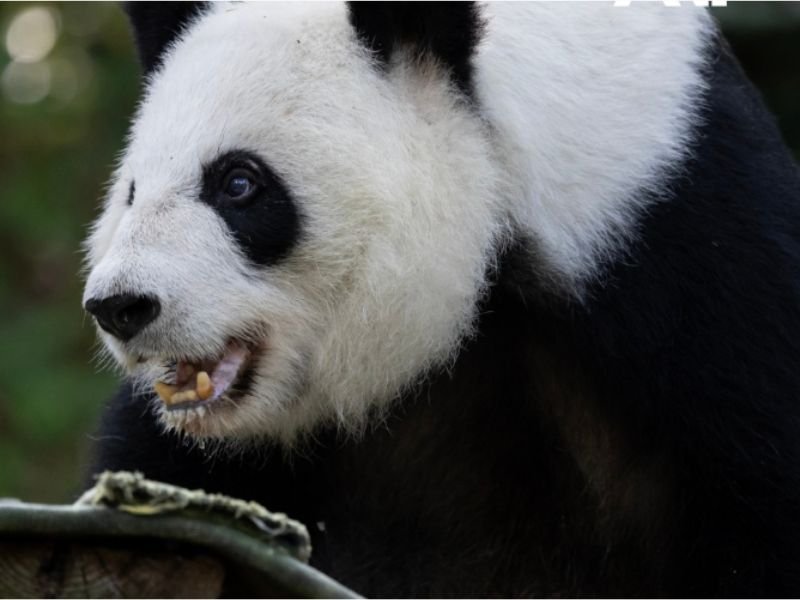 Two Giant Pandas Ping Ping and Fu Shuang Headed to Zoo Atlanta &mdash; First Giant Pandas Since Lun Lun and Yang Yang Left for China in October 2024 After 25 Years